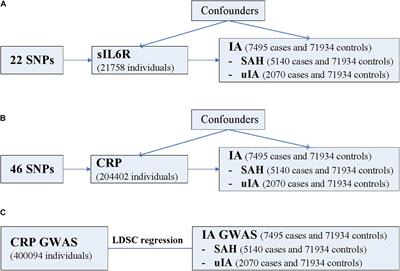 Association of Interleukin-6 Signaling and C-Reactive Protein With Intracranial Aneurysm: A Mendelian Randomization and Genetic Correlation Study